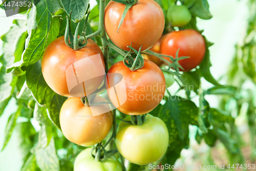 Image of Organic tomatoes in a greenhouse