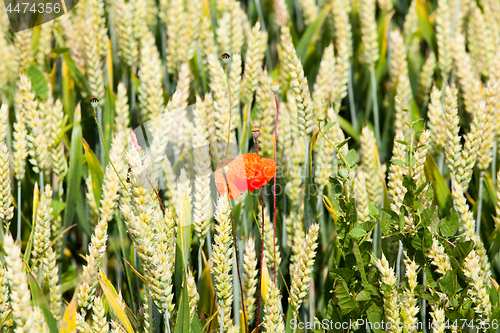 Image of poppies in a field of wheat
