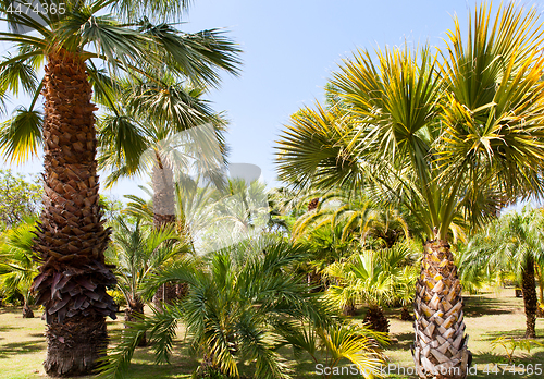 Image of palm garden under a blue sky