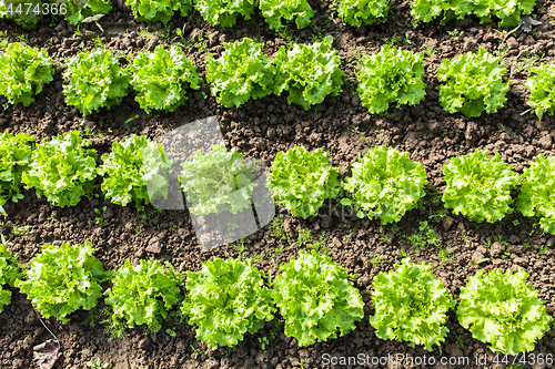 Image of culture of organic salad in greenhouses