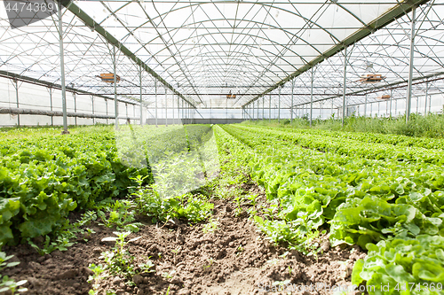 Image of culture of organic salad in greenhouses