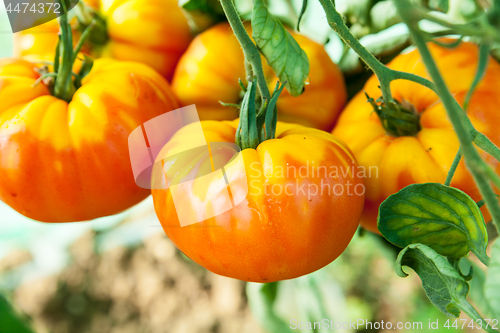 Image of Organic tomatoes in a greenhouse