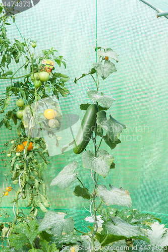 Image of Organic tomatoes in a greenhouse