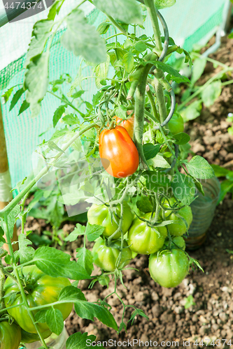 Image of Organic tomatoes in a greenhouse