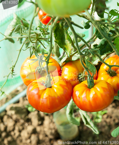 Image of Organic tomatoes in a greenhouse