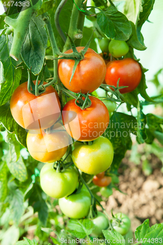 Image of Organic tomatoes in a greenhouse