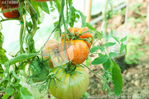 Image of Organic tomatoes in a greenhouse