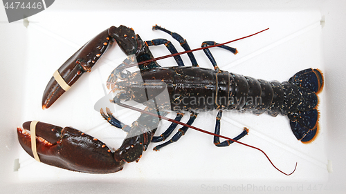 Image of Lobster