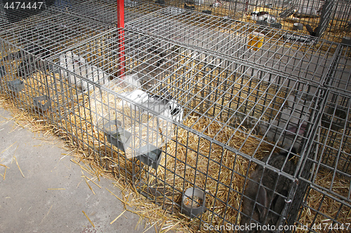 Image of Rabbits in Cages