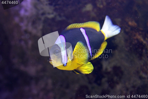 Image of Clarks Anemone Fish