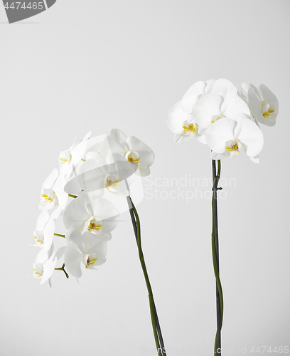 Image of white orchid flower