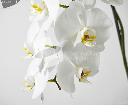 Image of white orchid flower