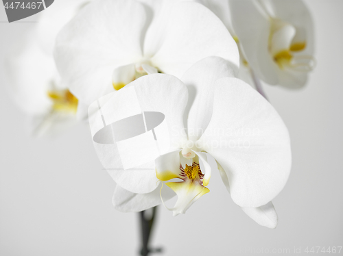 Image of white orchid flower