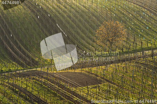 Image of Vineyards in spring