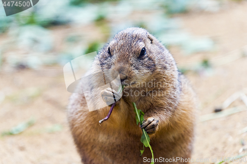 Image of Black-tailed prairie dog