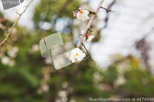 Image of close up of beautiful sakura tree blossoms