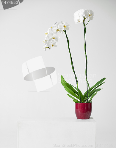 Image of white orchid flower