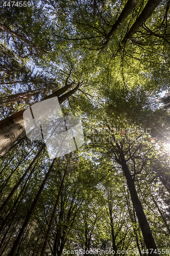 Image of View into the tree crowns.