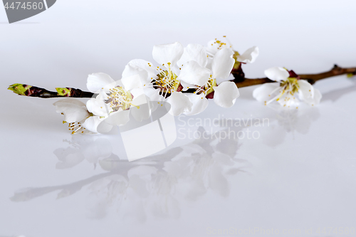 Image of Twig of fruit tree with blossoms and buds