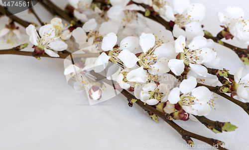 Image of Twigs of fruit tree with blossoms and buds