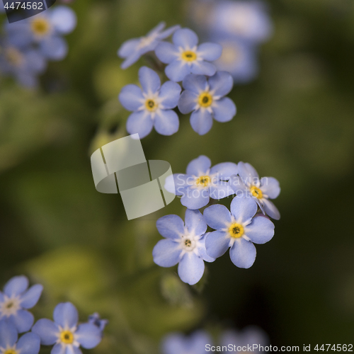 Image of Detail of forget-me-not flowers