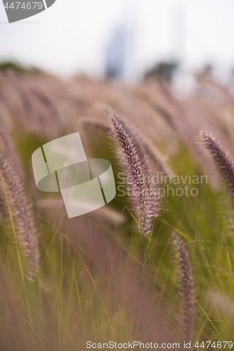 Image of Alpine meadow