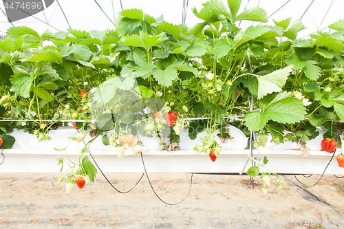 Image of culture in a greenhouse strawberry and strawberries