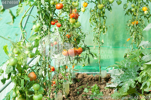 Image of Organic tomatoes in a greenhouse