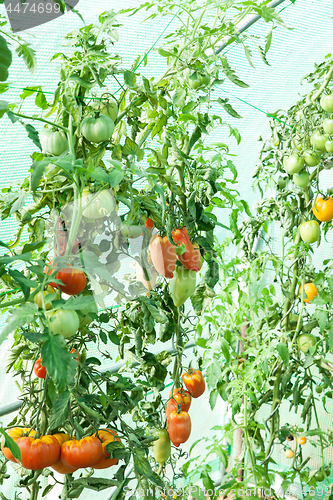 Image of Organic tomatoes in a greenhouse