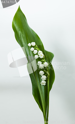 Image of lily of the valley with 13 bells lucky