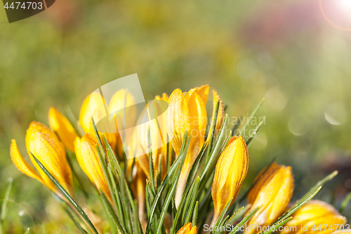 Image of crocus yellow in the morning frost