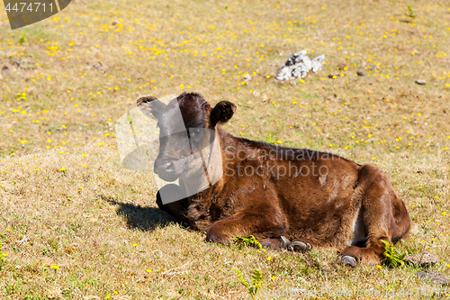 Image of Cow and veal pasture in the mountains madeira