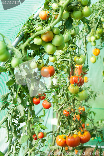 Image of Organic tomatoes in a greenhouse