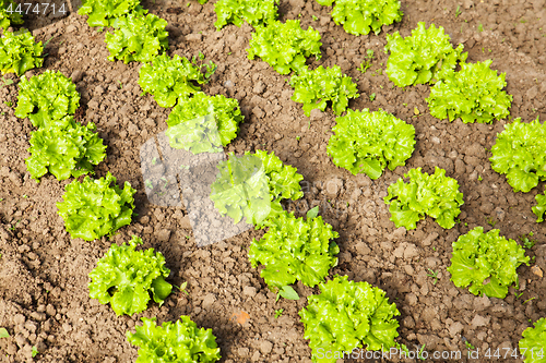 Image of culture of organic salad in greenhouses