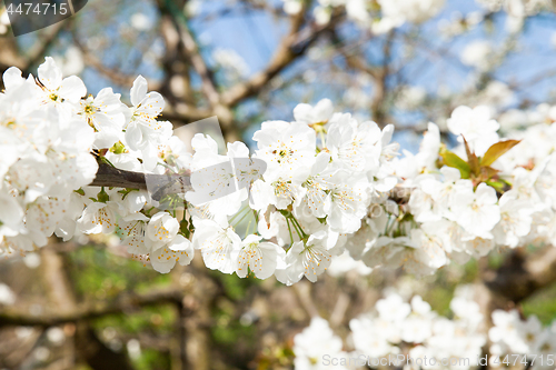 Image of flowering cherry branch on a blue sky