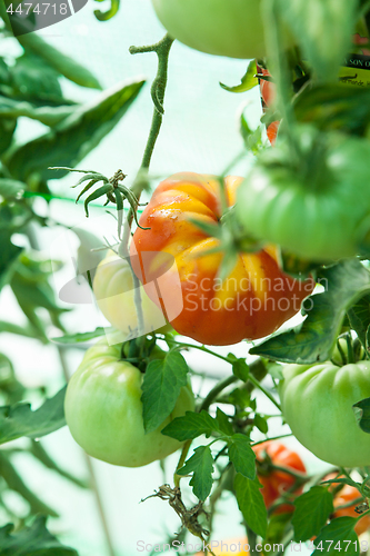 Image of Organic tomatoes in a greenhouse