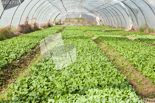 Image of organic radish planting in greenhouses