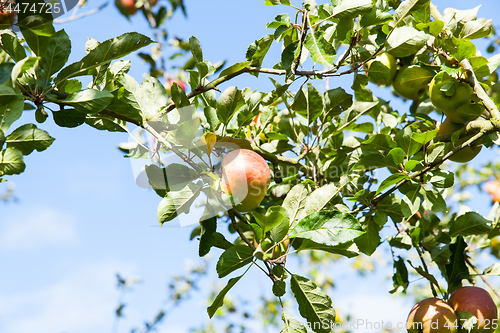 Image of apples in an apple tree in summer
