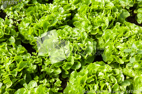 Image of culture of organic salad in greenhouses