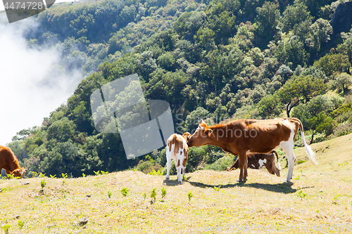 Image of Cow and veal pasture in the mountains madeira