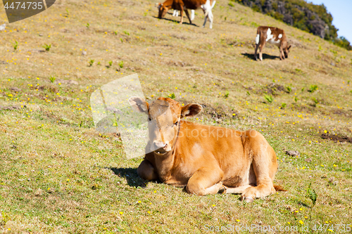 Image of Cow and veal pasture in the mountains madeira