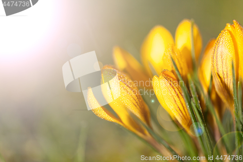 Image of crocus yellow in the morning frost