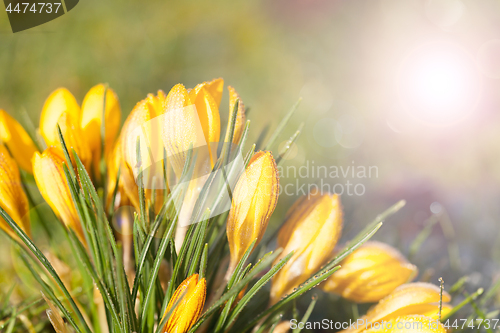 Image of crocus yellow in the morning frost