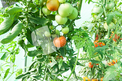 Image of Organic tomatoes in a greenhouse