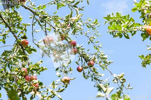 Image of apples in an apple tree in summer