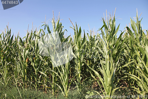 Image of Green Corn