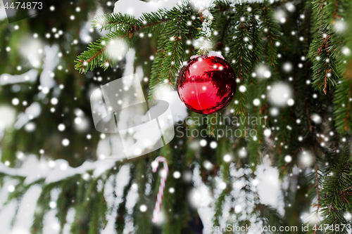 Image of candy cane and christmas ball on fir tree branch