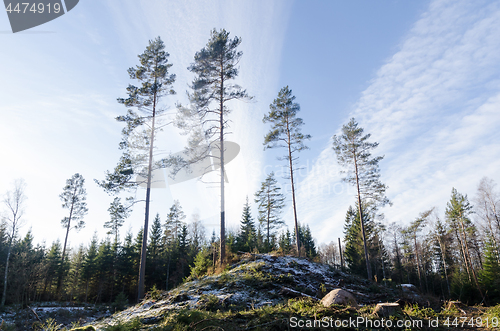 Image of Tall pine trees on a hill