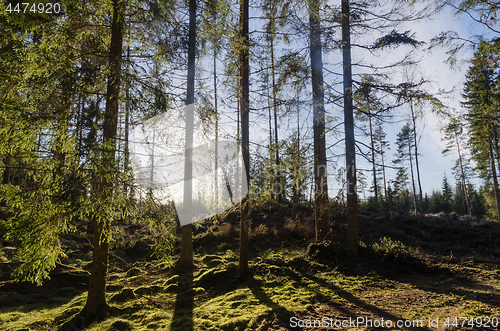 Image of Beautiful bright forest background