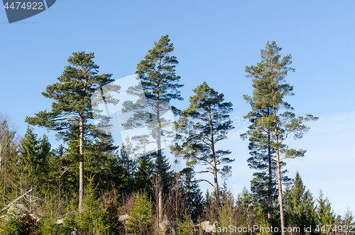 Image of Beautiful growing pine trees